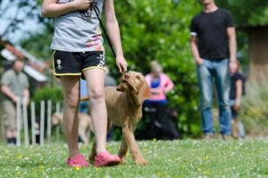 dog school, dog training, pointing dog-672718.jpg