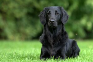 dog, flatcoated, retriever-3687461.jpg