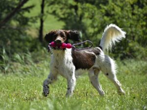 dog, münsterländer, mammal-5377750.jpg